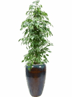 Ficus Benjamina Exotica In Mystic D 27 H 188 cm - PlantenShop24 - 27-05-2025