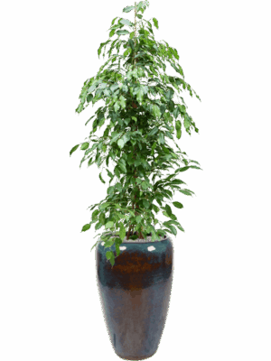 Ficus Benjamina Exotica In Mystic D 27 H 188 cm - PlantenShop24 - 27-05-2025