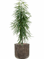 Ficus Binnendijkii Alii In Baq Luxe Lite Universe D 22 H 141 cm - PlantenShop24 - 29-04-2025