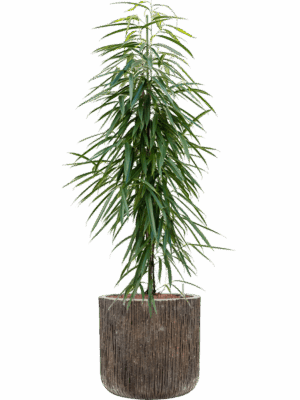 Ficus Binnendijkii Alii In Baq Luxe Lite Universe D 22 H 141 cm - PlantenShop24 - 29-04-2025