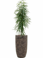 Ficus Binnendijkii Alii In Baq Luxe Lite Universe Layer D 22 H 172 cm - PlantenShop24 - 14-05-2025
