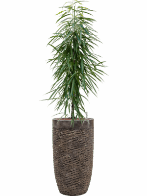 Ficus Binnendijkii Alii In Baq Luxe Lite Universe Layer D 22 H 172 cm - PlantenShop24 - 29-04-2025