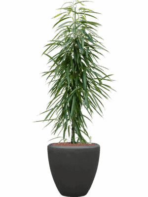 Ficus Binnendijkii Alii In Baq Polystone Plain D 22 H 143 cm - PlantenShop24 - 29-04-2025