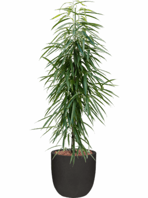Ficus Binnendijkii Alii In Capi Urban Smooth NL D 22 H 135 cm - PlantenShop24 - 29-04-2025