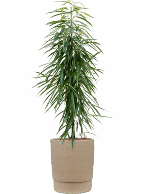 Ficus Binnendijkii Alii In Chao D 22 H 146 cm - PlantenShop24 - 29-04-2025