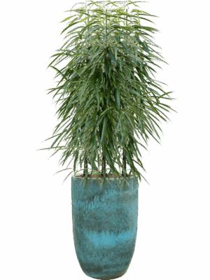 Ficus Binnendijkii Alii In Pure D 22 H 159 cm - PlantenShop24 - 29-04-2025