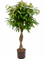 Ficus Binnendijkii Amstel King D 22 H 120 cm - PlantenShop24 - 06-05-2025