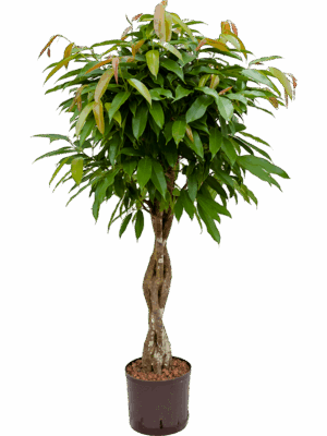 Ficus Binnendijkii Amstel King D 22 H 120 cm - PlantenShop24 - 06-05-2025
