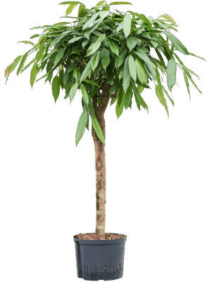 Ficus Binnendijkii Amstel King D 25 H 135 cm - PlantenShop24 - 09-05-2025