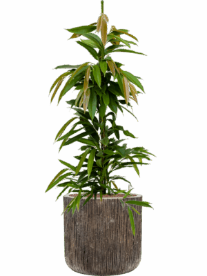 Ficus Binnendijkii Amstel King In Baq Luxe Lite Universe D 18 H 126 cm - PlantenShop24 - 05-05-2025