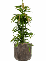 Ficus Binnendijkii Amstel King In Baq Luxe Lite Universe D 18 H 126 cm - PlantenShop24 - 22-05-2025