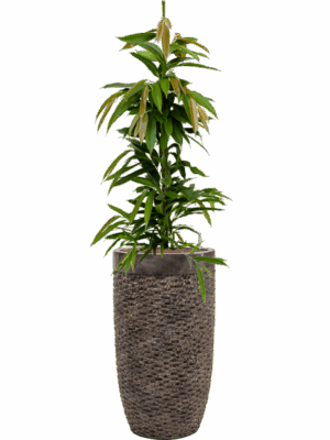 Ficus Binnendijkii Amstel King In Baq Luxe Lite Universe D 18 H 157 cm - PlantenShop24 - 05-05-2025