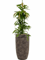 Ficus Binnendijkii Amstel King In Baq Luxe Lite Universe D 18 H 157 cm - PlantenShop24 - 22-05-2025
