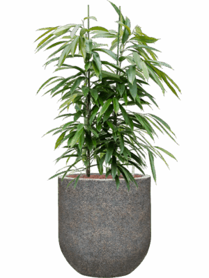 Ficus Binnendijkii Amstel King In Baq Naturescast D 28 H 132 cm - PlantenShop24 - 05-05-2025