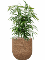Ficus Binnendijkii Amstel King In Baq Naturescast D 28 H 132 cm - PlantenShop24 - 05-05-2025