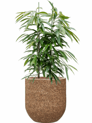 Ficus Binnendijkii Amstel King In Baq Naturescast D 28 H 132 cm - PlantenShop24 - 05-05-2025
