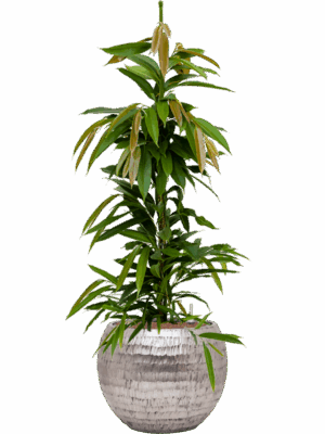 Ficus Binnendijkii Amstel King In Baq Opus Hammered D 18 H 119 cm - PlantenShop24 - 05-05-2025