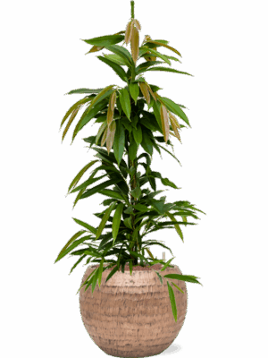 Ficus Binnendijkii Amstel King In Baq Opus Hammered D 18 H 119 cm - PlantenShop24 - 05-05-2025