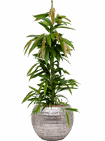 Ficus Binnendijkii Amstel King In Baq Opus Hammered D 18 H 119 cm - PlantenShop24 - 22-05-2025