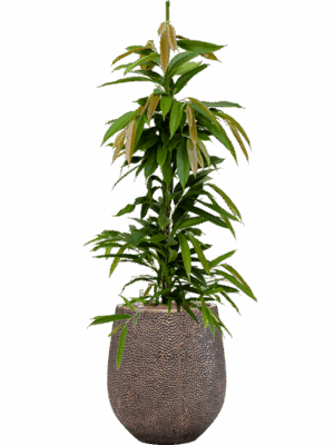 Ficus Binnendijkii Amstel King In Baq Opus Hit D 18 H 130 cm - PlantenShop24 - 05-05-2025