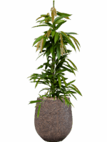 Ficus Binnendijkii Amstel King In Baq Opus Hit D 18 H 130 cm - PlantenShop24 - 22-05-2025
