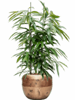 Ficus Binnendijkii Amstel King In Baq Opus Raw D 28 H 146 cm - PlantenShop24 - 05-05-2025
