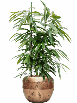 Ficus Binnendijkii Amstel King In Baq Opus Raw D 28 H 146 cm - PlantenShop24 - 05-05-2025