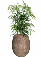 Ficus Binnendijkii Amstel King In Baq Polystone Coated Plain D 28 H 136 cm - PlantenShop24 - 05-05-2025