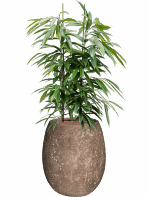 Ficus Binnendijkii Amstel King In Baq Polystone Coated Plain D 28 H 136 cm - PlantenShop24 - 05-05-2025
