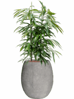 Ficus Binnendijkii Amstel King In Baq Polystone Coated Plain D 28 H 136 cm - PlantenShop24 - 05-05-2025