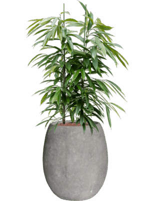Ficus Binnendijkii Amstel King In Baq Polystone Coated Plain D 28 H 136 cm - PlantenShop24 - 05-05-2025