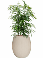Ficus Binnendijkii Amstel King In Baq Polystone Coated Plain D 28 H 137 cm - PlantenShop24 - 05-05-2025