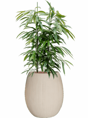 Ficus Binnendijkii Amstel King In Baq Polystone Coated Plain D 28 H 137 cm - PlantenShop24 - 05-05-2025