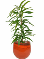 Ficus Binnendijkii Amstel King In Charlotte D 15 H 65 cm - PlantenShop24 - 02-05-2025