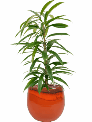 Ficus Binnendijkii Amstel King In Charlotte D 15 H 65 cm - PlantenShop24 - 02-05-2025