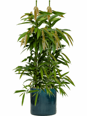 Ficus Binnendijkii Amstel King In Cylinder D 18 H 118 cm - PlantenShop24 - 05-05-2025