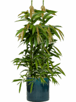 Ficus Binnendijkii Amstel King In Cylinder D 18 H 118 cm - PlantenShop24 - 22-05-2025