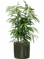 Ficus Binnendijkii Amstel King In Plain Striped D 28 H 118 cm - PlantenShop24 - 05-05-2025
