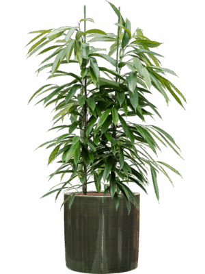 Ficus Binnendijkii Amstel King In Plain Striped D 28 H 118 cm - PlantenShop24 - 05-05-2025