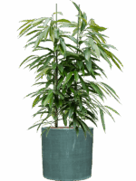 Ficus Binnendijkii Amstel King In Plain Striped D 28 H 119 cm - PlantenShop24 - 05-05-2025