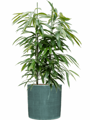 Ficus Binnendijkii Amstel King In Plain Striped D 28 H 119 cm - PlantenShop24 - 05-05-2025