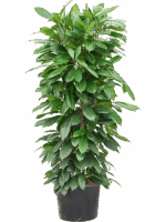 Ficus Cyathistipula D 32 H 140 cm - PlantenShop24 - 30-05-2025