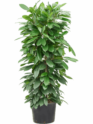 Ficus Cyathistipula D 32 H 140 cm - PlantenShop24 - 23-05-2025