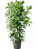 Ficus Cyathistipula D 34 H 140 cm - PlantenShop24 - 21-05-2025