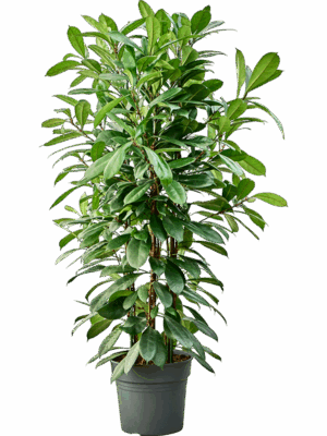 Ficus Cyathistipula D 34 H 140 cm - PlantenShop24 - 21-05-2025