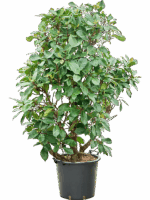 Ficus Cyathistipula D 45 H 180 cm - PlantenShop24 - 01-05-2025