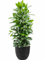 Ficus Cyathistipula In Artstone D 34 H 134 cm - PlantenShop24 - 20-05-2025