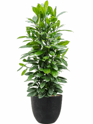 Ficus Cyathistipula In Artstone D 34 H 134 cm - PlantenShop24 - 18-05-2025
