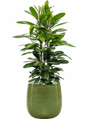 Ficus Cyathistipula In Balloon D 30 H 138 cm - PlantenShop24 - 27-05-2025