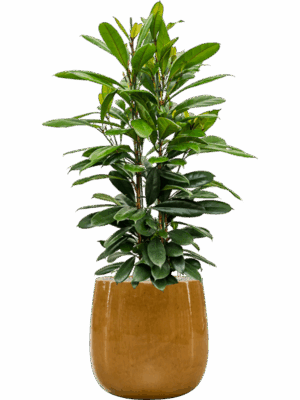 Ficus Cyathistipula In Balloon D 30 H 138 cm - PlantenShop24 - 27-05-2025